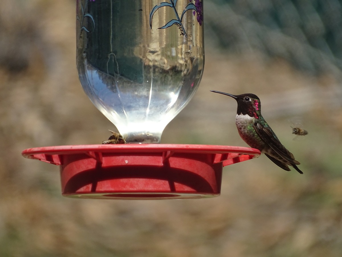 Anna's Hummingbird - ML219928131