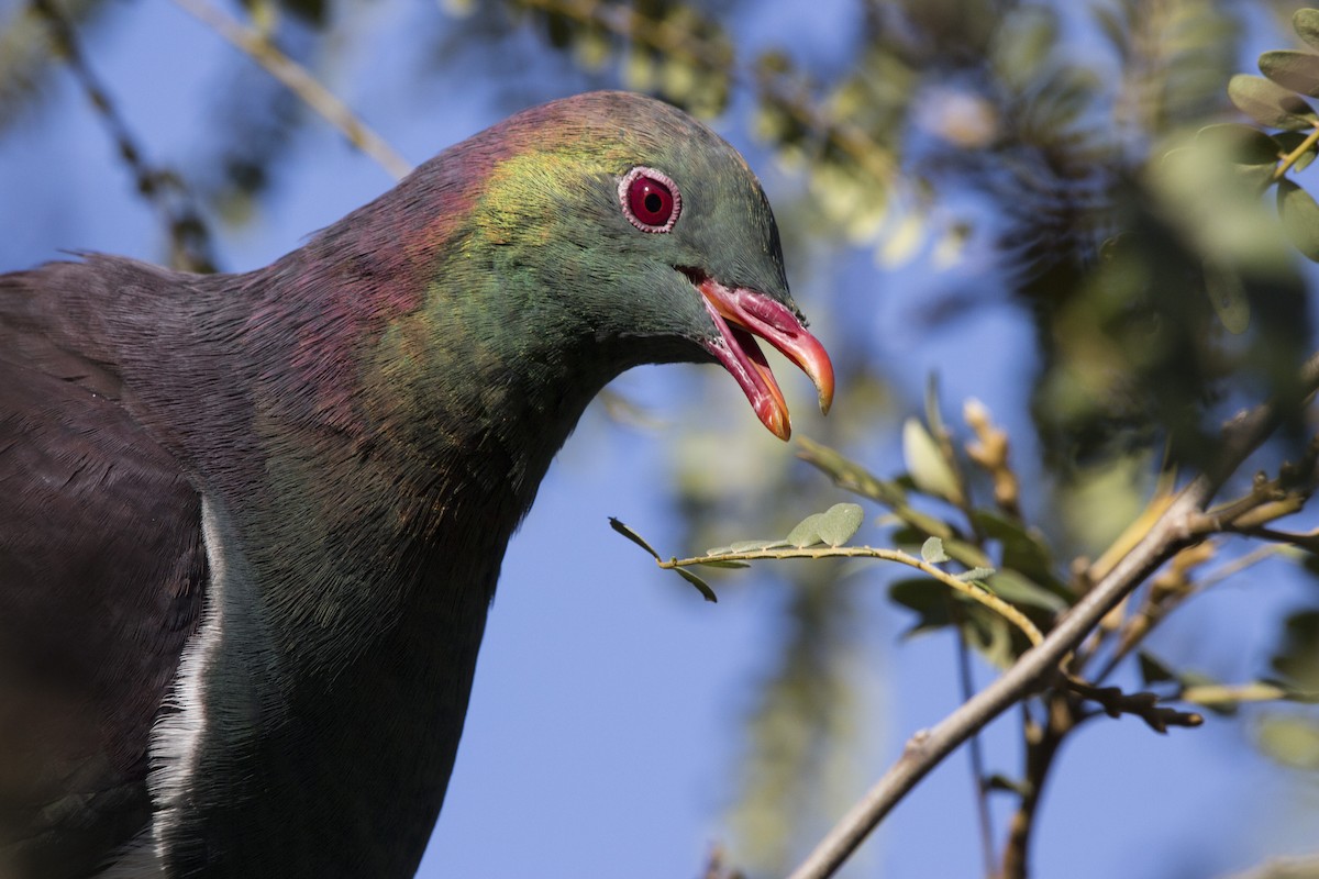 New Zealand Pigeon - Oscar Thomas