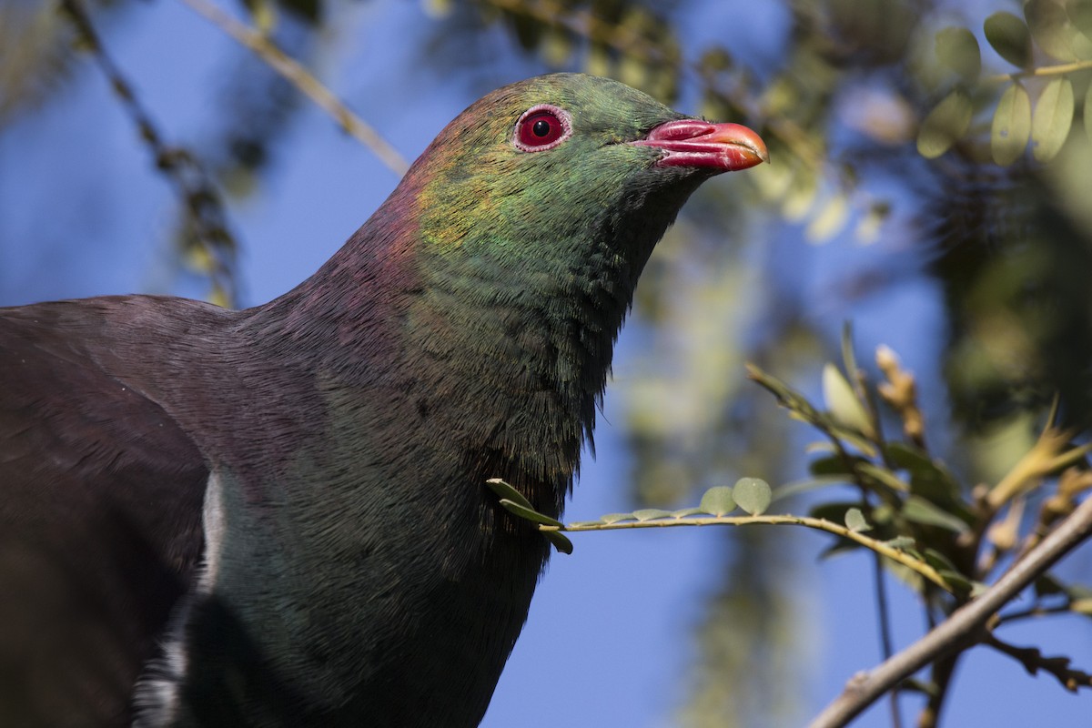 New Zealand Pigeon - Oscar Thomas