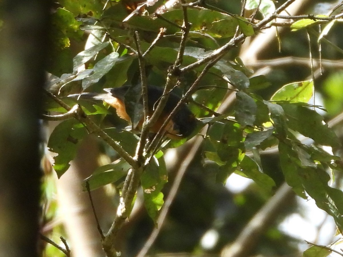 Rufous-crested Tanager - Albeiro Erazo Farfán