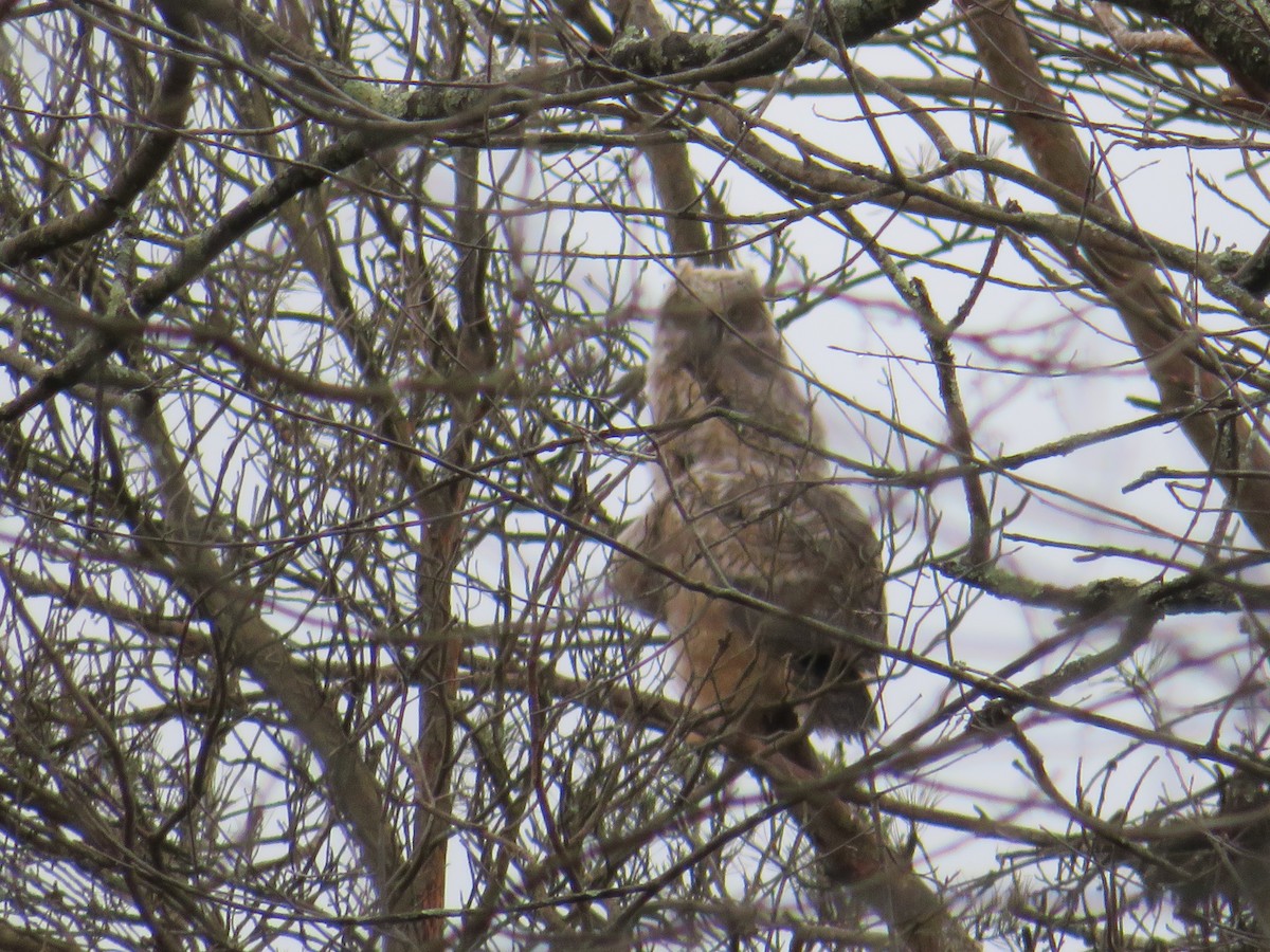 Great Horned Owl - ML219941291