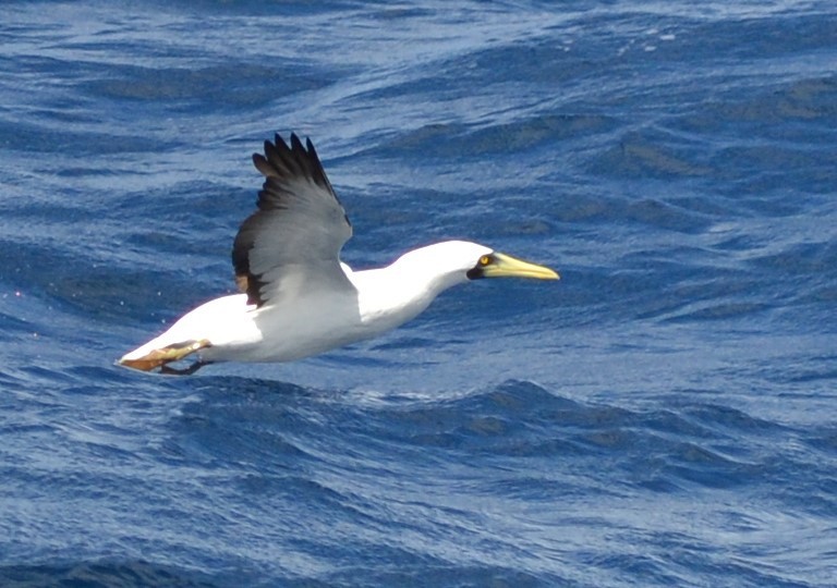 Masked Booby - ML219941821