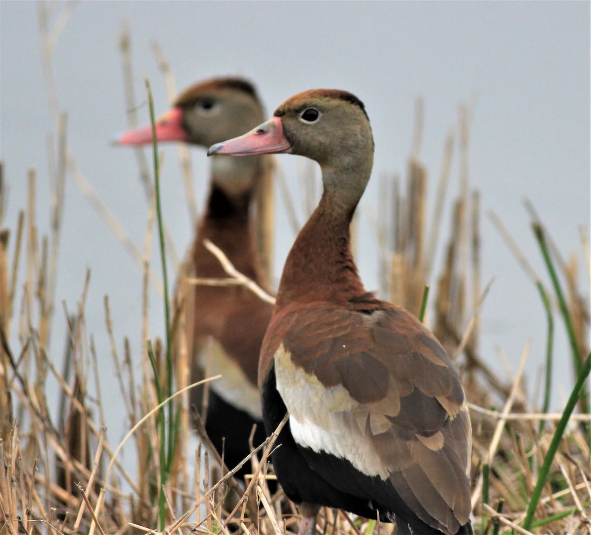 Black-bellied Whistling-Duck - Mike Riley
