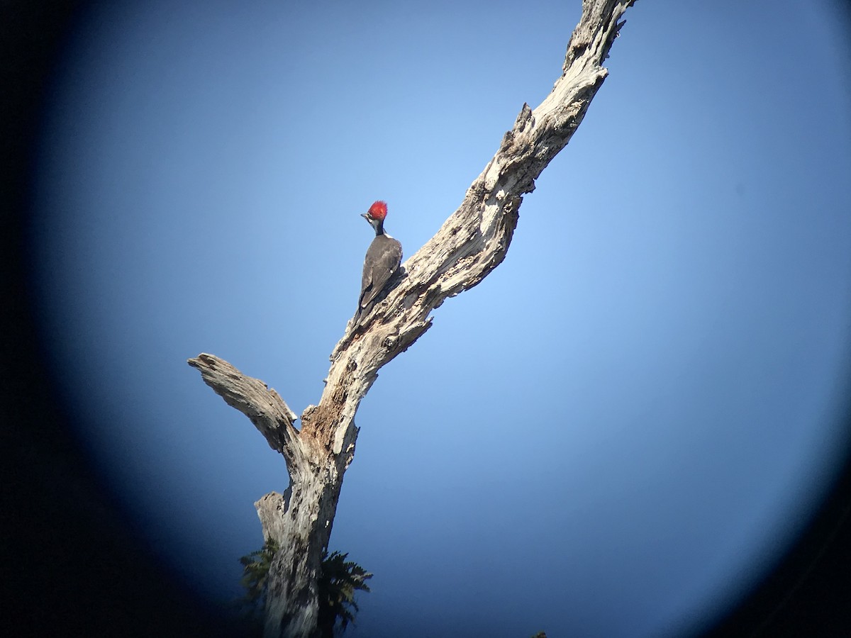 Pileated Woodpecker - ML219945101