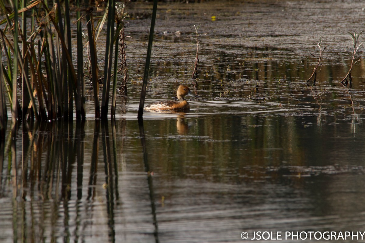 Fulvous Whistling-Duck - ML219945251