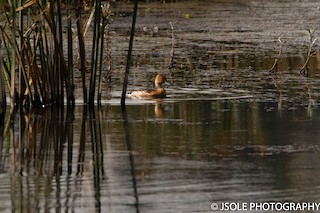 Fulvous Whistling-Duck, ML219945251