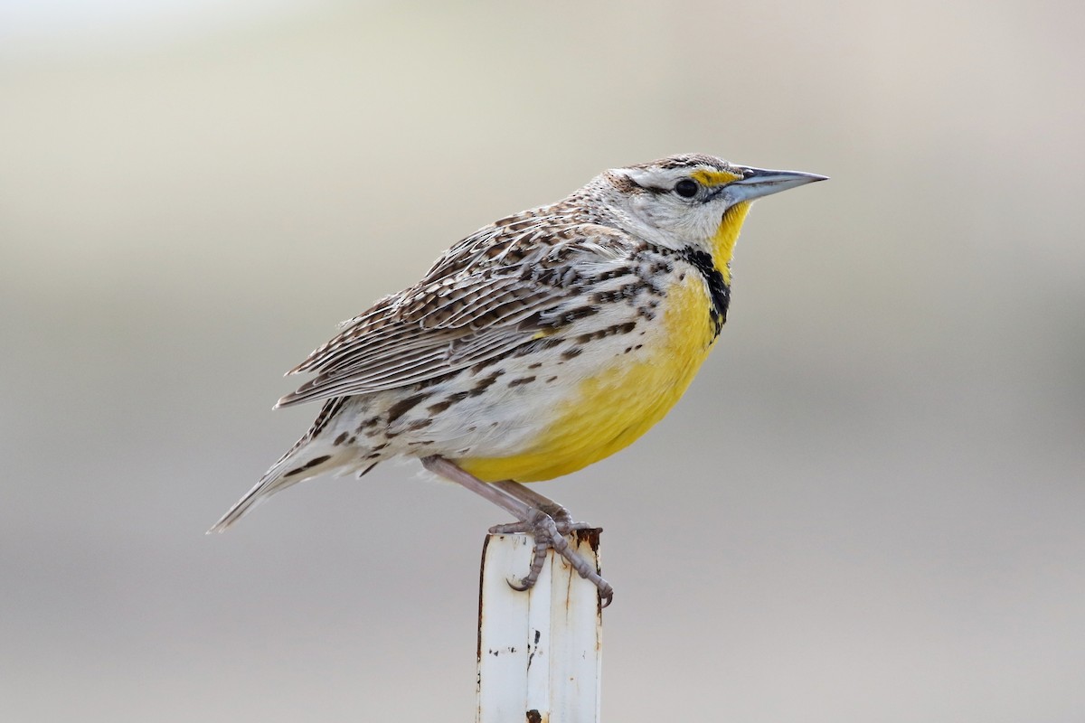 Chihuahuan Meadowlark - Ginger Spinelli