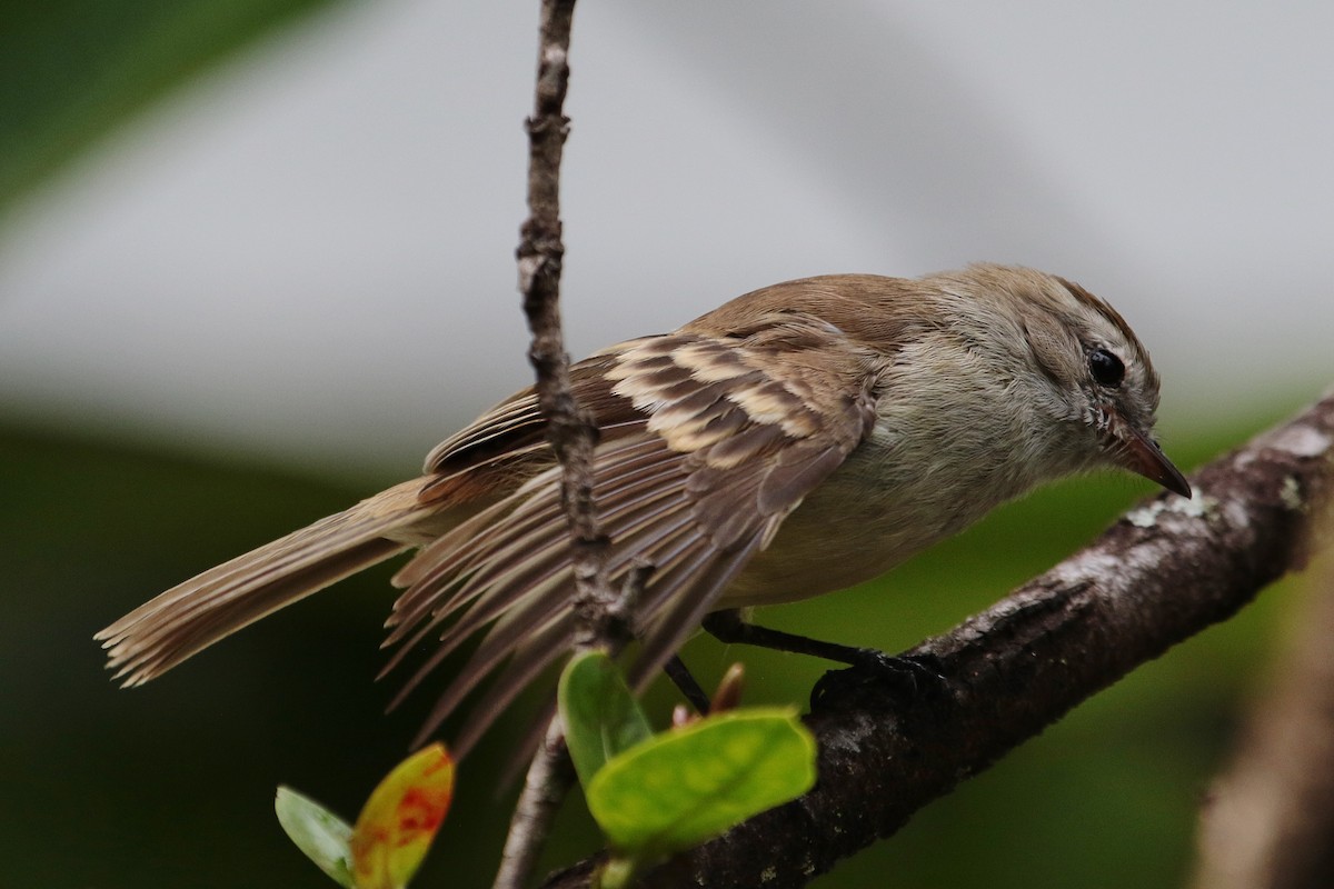 Northern Mouse-colored Tyrannulet - Margareta Wieser