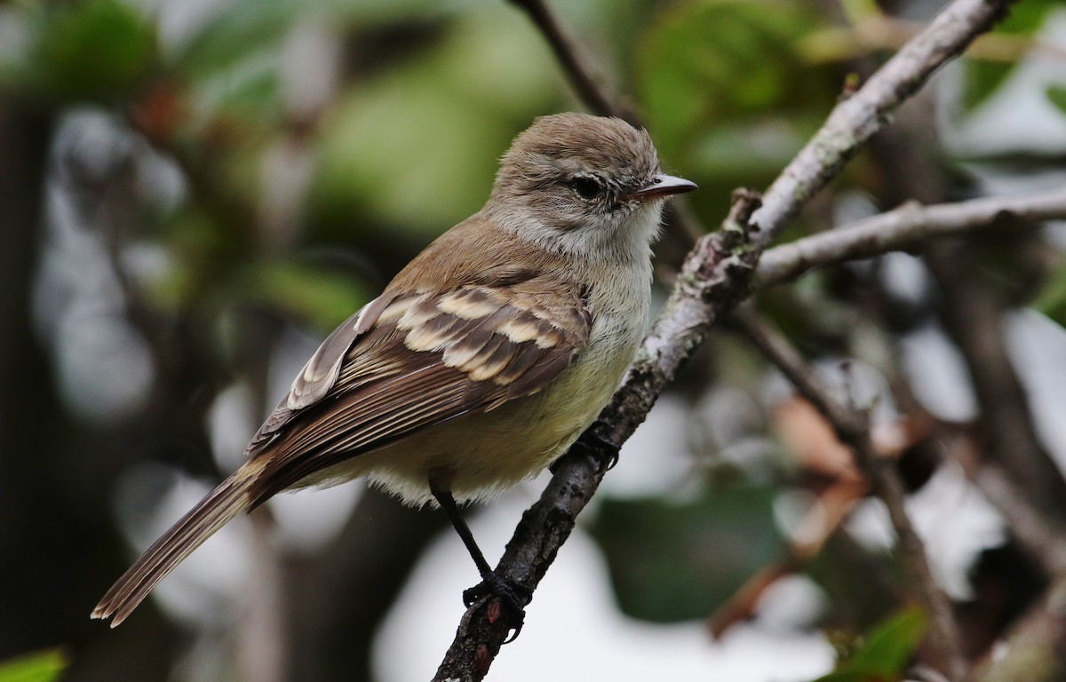 Northern Mouse-colored Tyrannulet - ML219954531