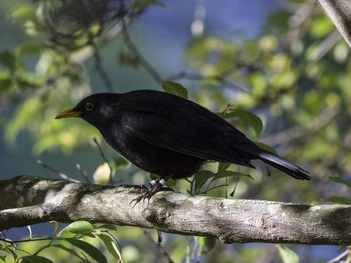 Eurasian Blackbird - ML219955131