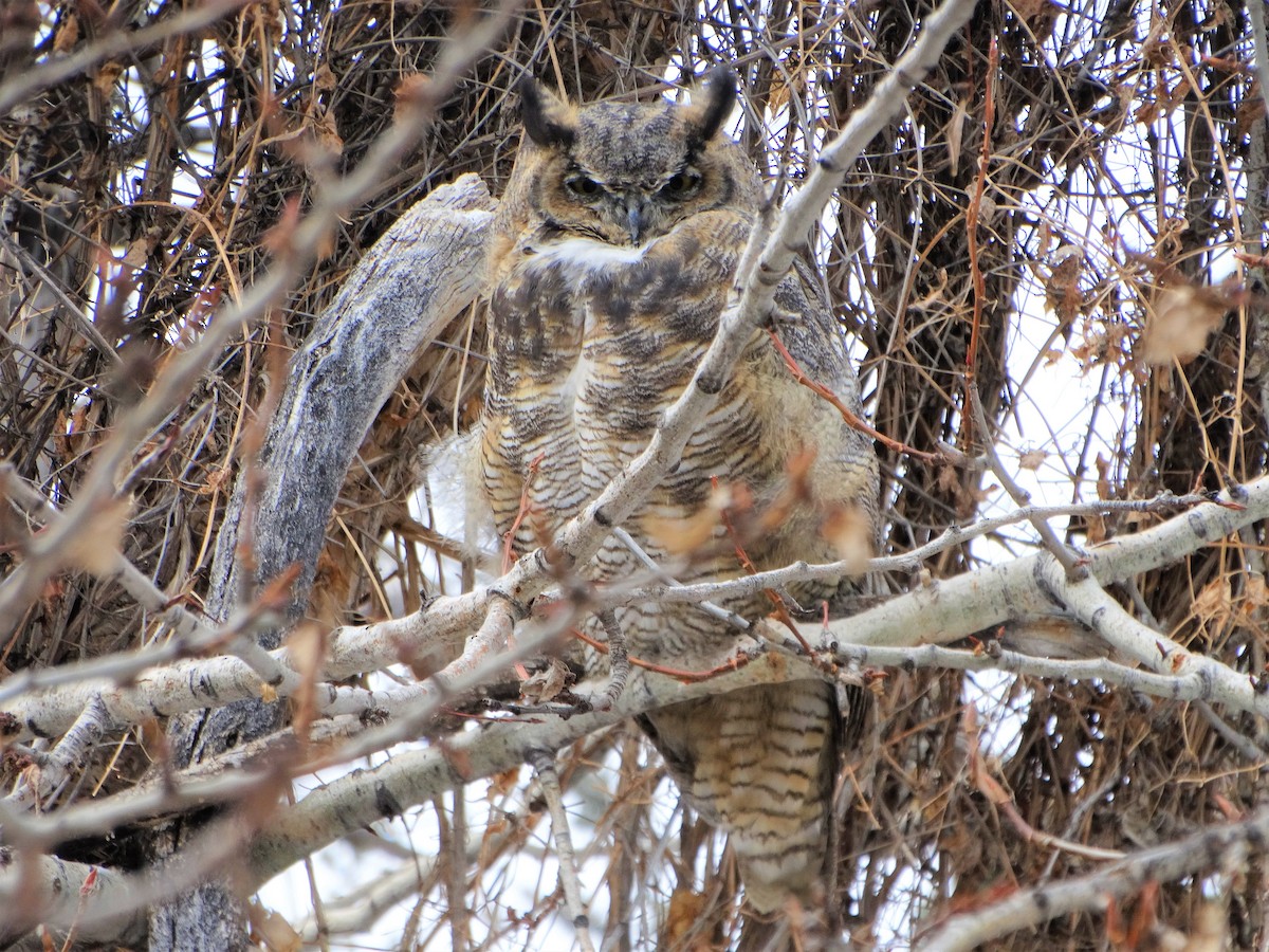 Great Horned Owl - Mike Russum