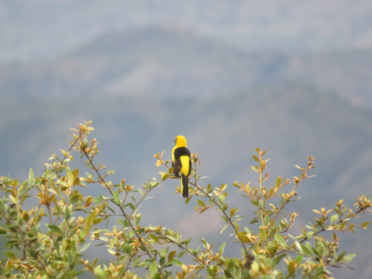 Yellow-tailed Oriole - ML219963851