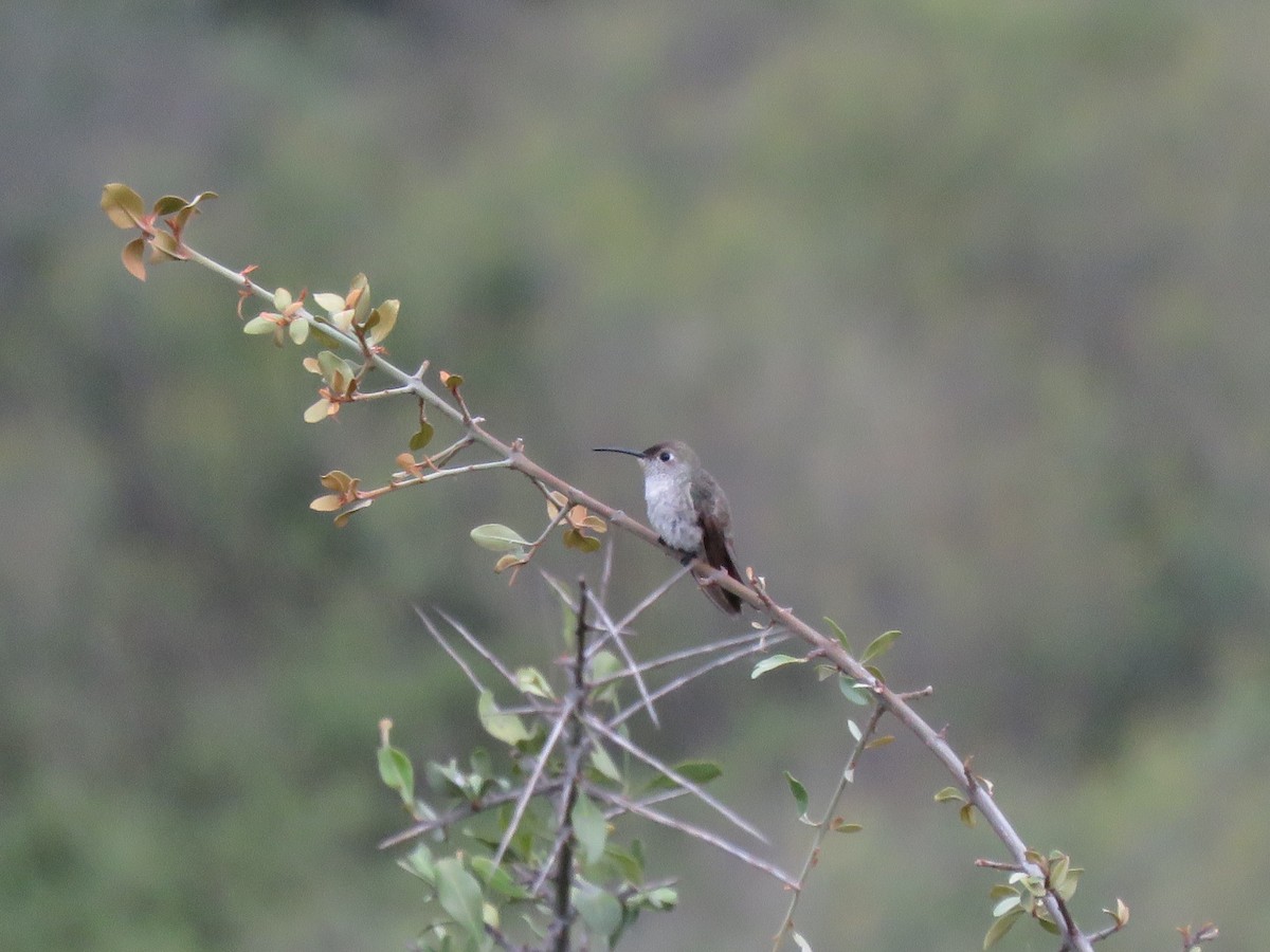 Spot-throated Hummingbird - Fernando Angulo - CORBIDI