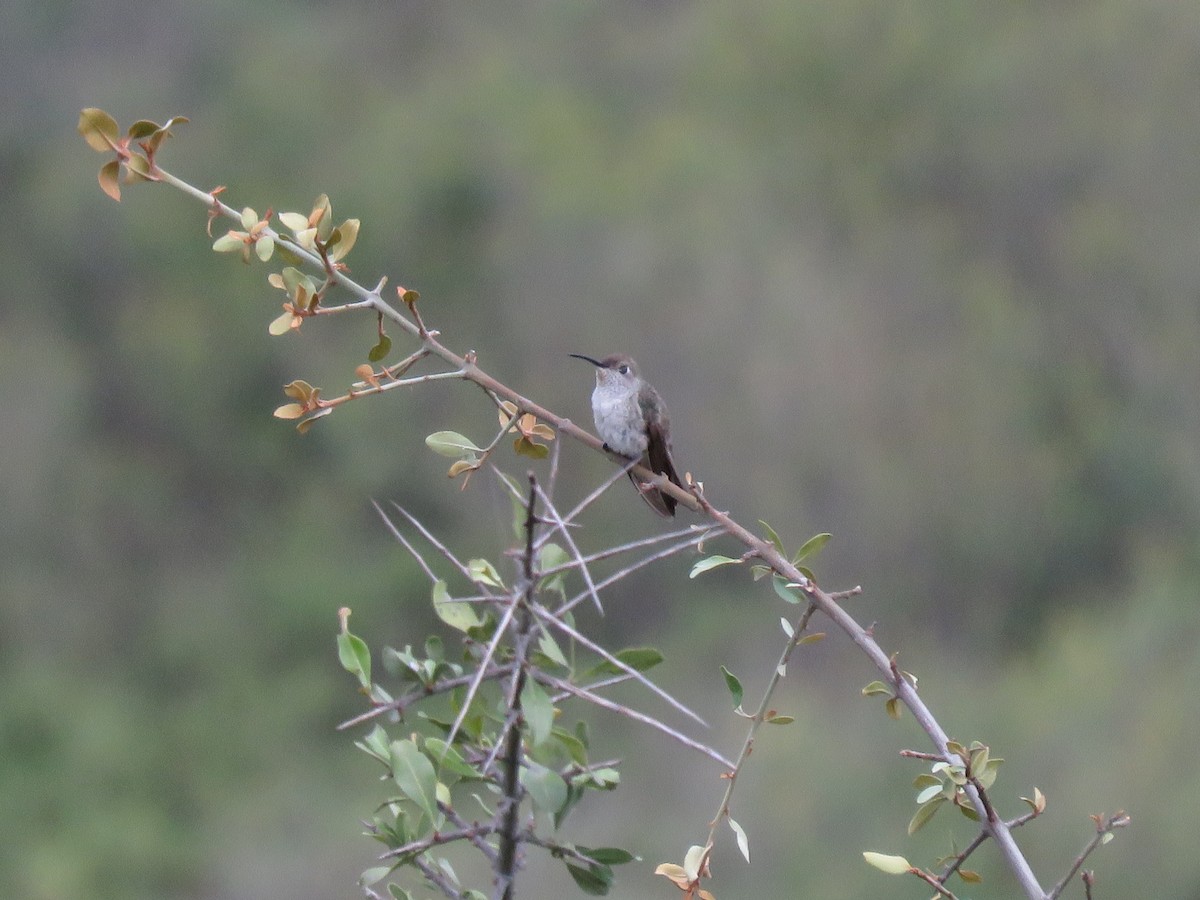 Spot-throated Hummingbird - ML219964921