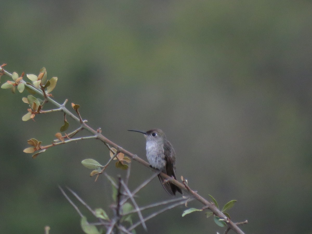 Spot-throated Hummingbird - ML219964931