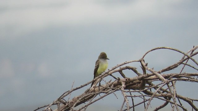Brown-crested Flycatcher (South American) - ML219965991