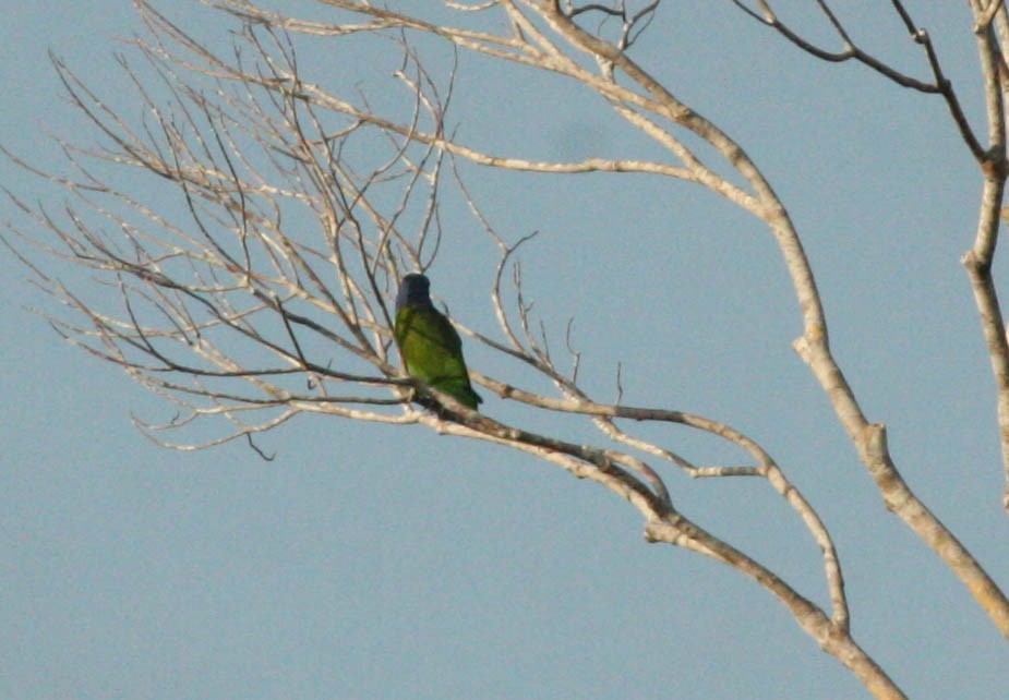 Blue-headed Parrot - Marshall Iliff