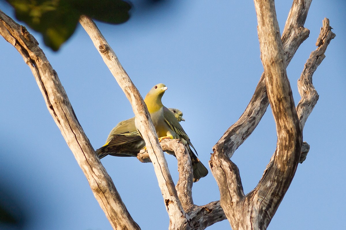 Yellow-footed Green-Pigeon - Wich’yanan Limparungpatthanakij