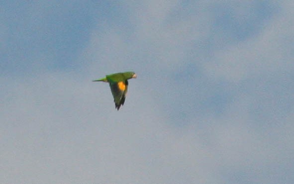 Golden-winged Parakeet - ML21996771