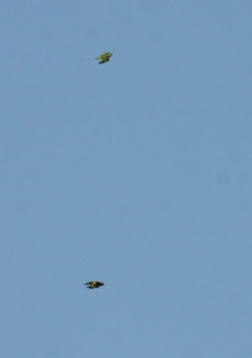 Golden-winged Parakeet - Marshall Iliff