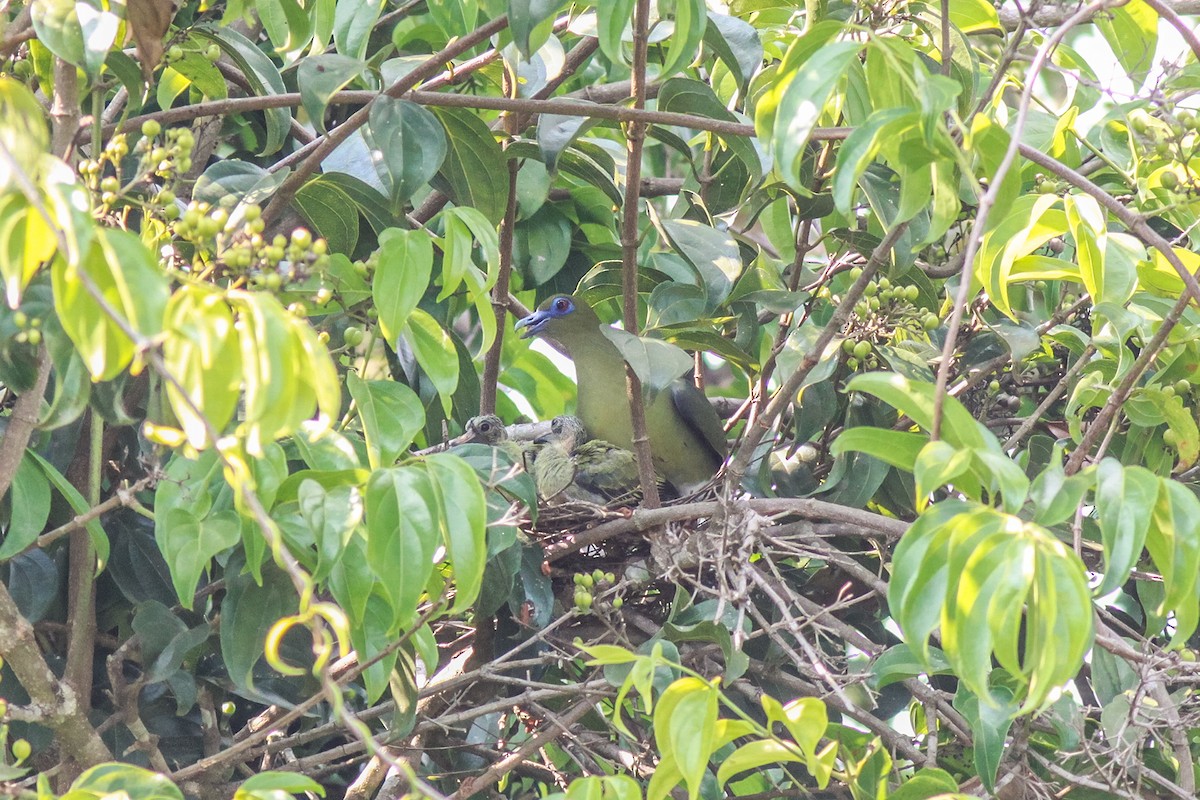 Yellow-vented Green-Pigeon - ML219968721