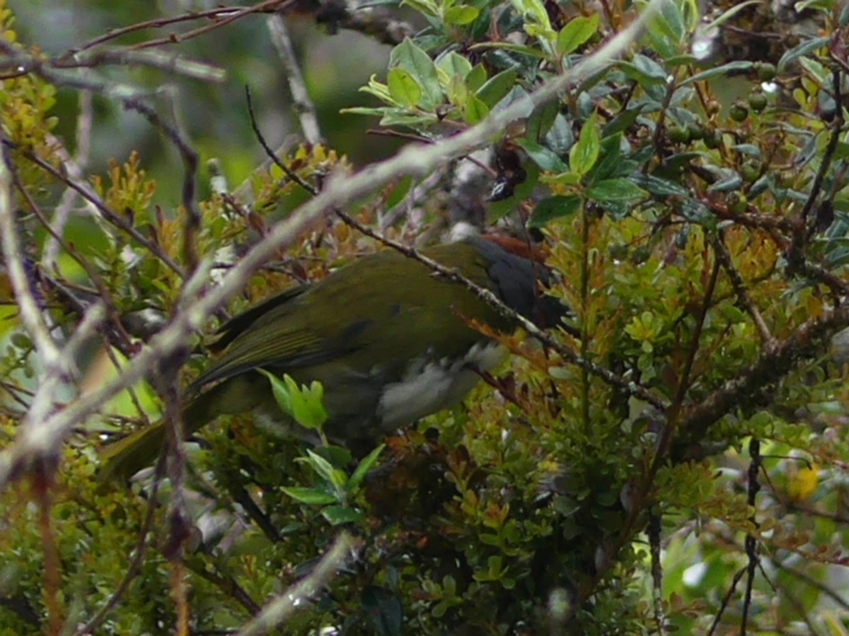 Rufous-naped Bellbird - ML219970411