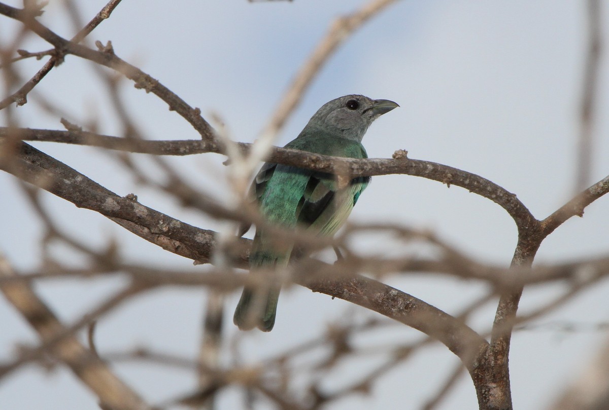 Glaucous Tanager - ML219974901