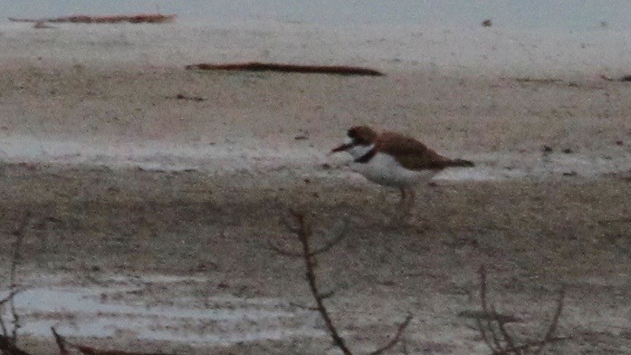 Collared Plover - ML21997561