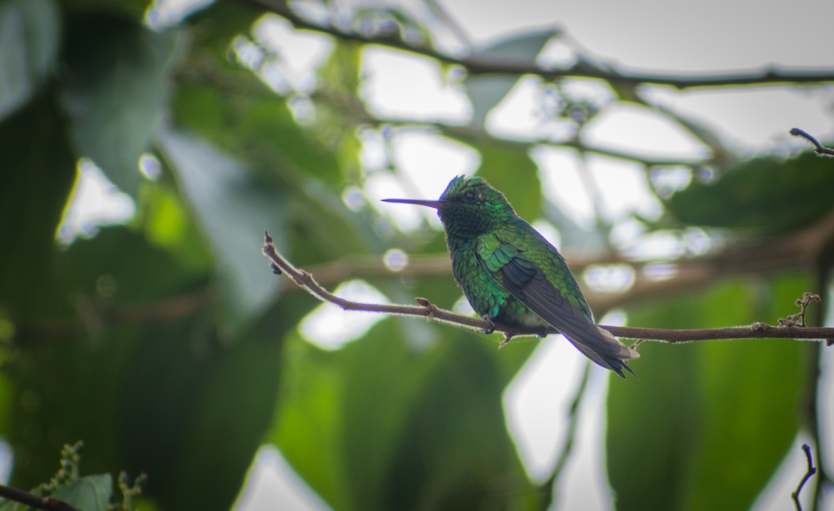 Steely-vented Hummingbird - Michael  Pasaje Bolaños