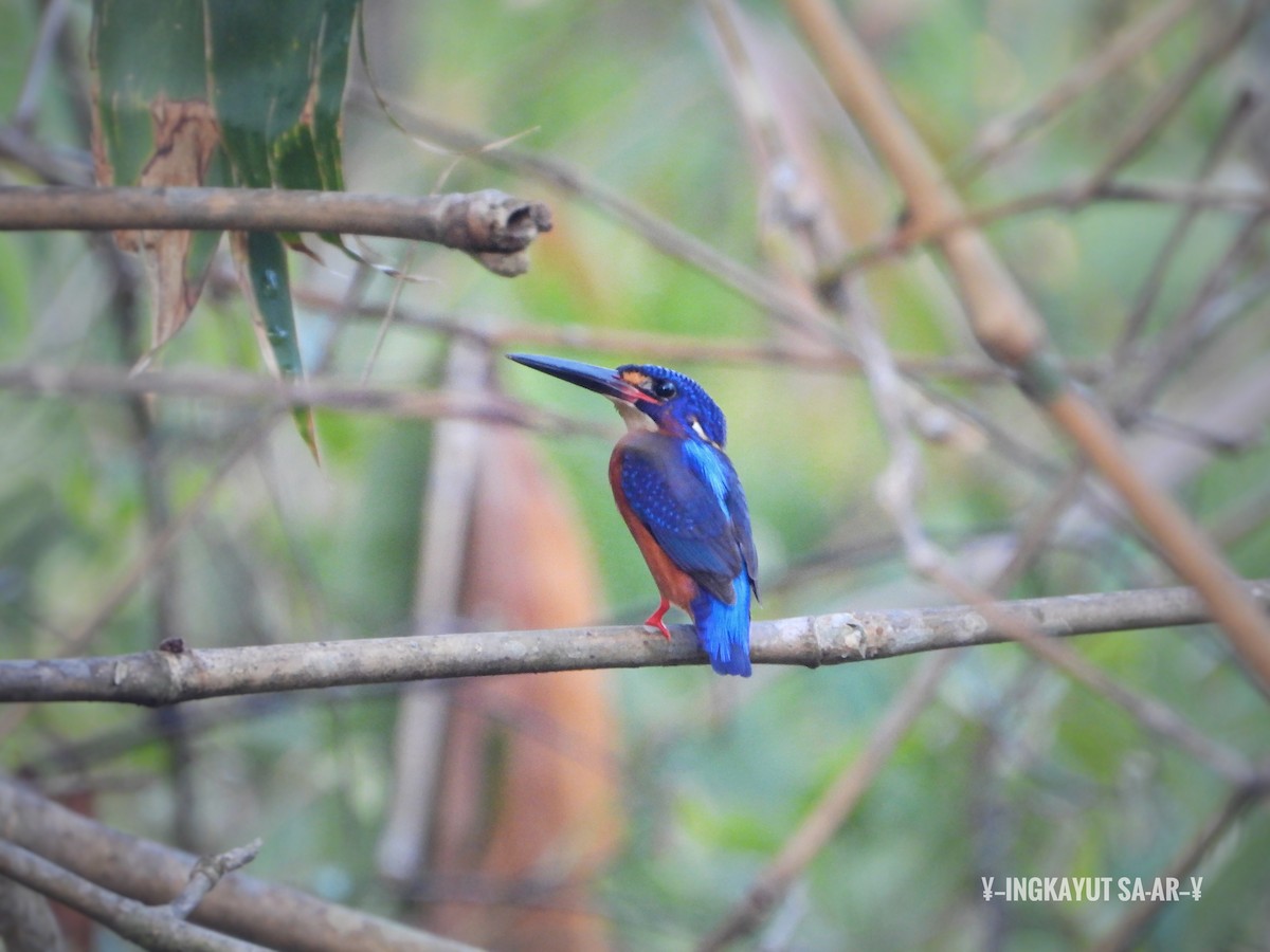 Blue-eared Kingfisher - ML219977101