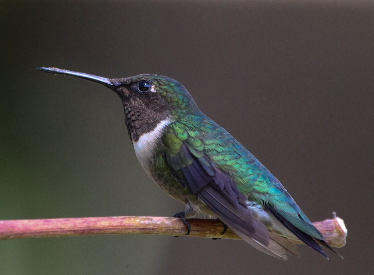 Ruby-throated Hummingbird - Isaias Morataya