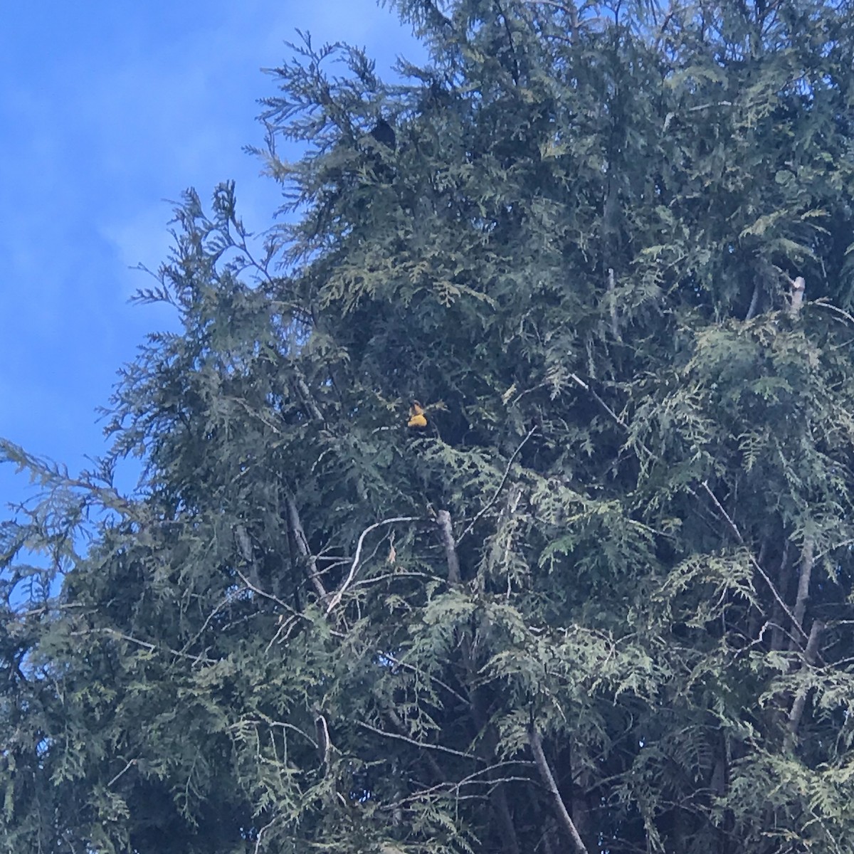 Yellow-headed Blackbird - ML219980841
