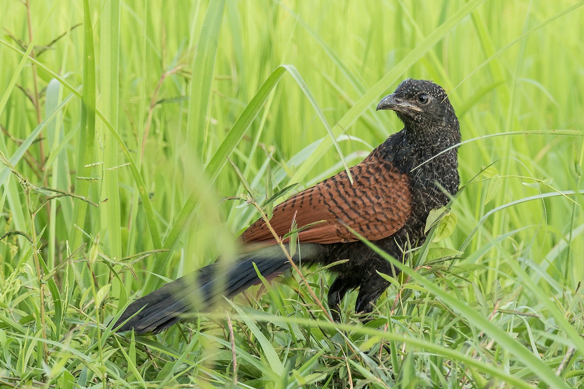Greater Coucal (Greater) - ML219981901