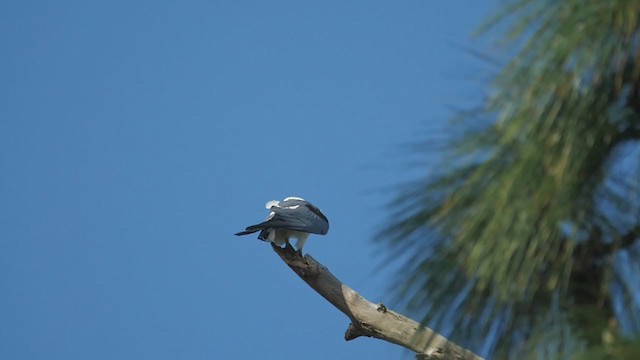 Swallow-tailed Kite - ML219984161