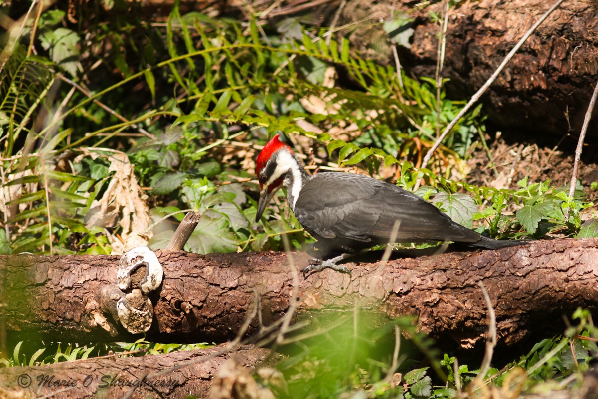 Pileated Woodpecker - ML219986251