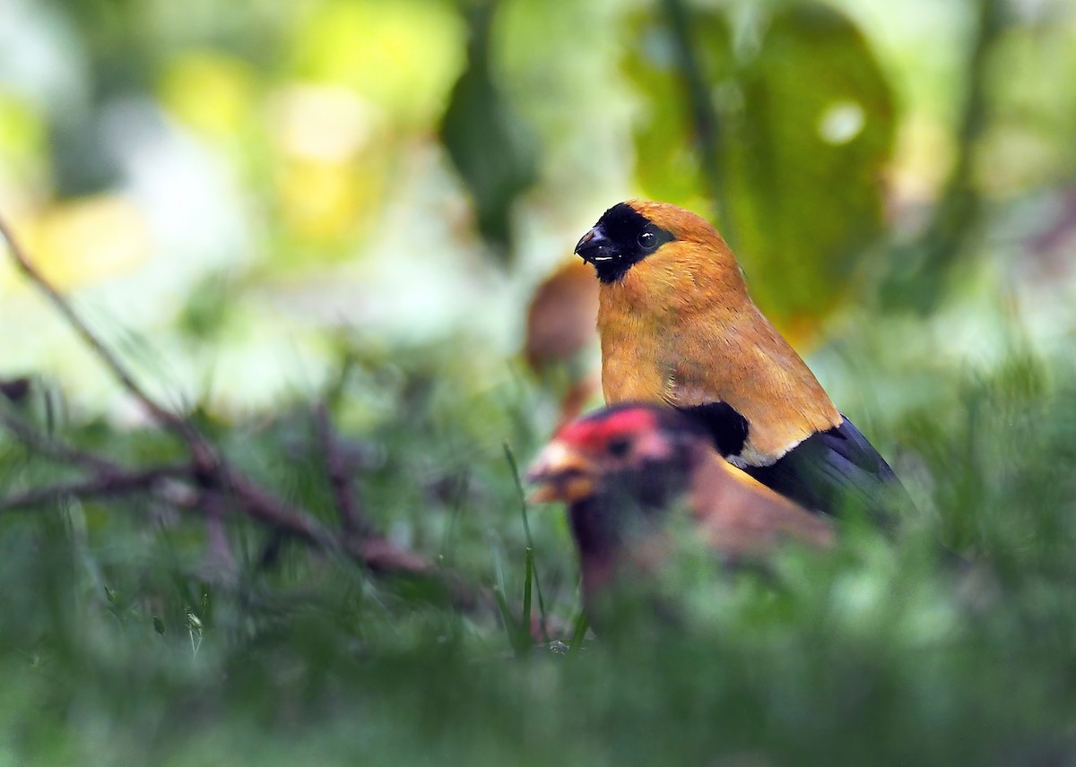 Orange Bullfinch - Andrew Spencer