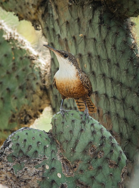 Frontal view (subspecies <em class="SciName notranslate">mexicanus</em>). - Canyon Wren - 