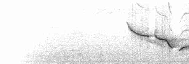 White-breasted Wood-Wren (Cherrie's) - ML219990