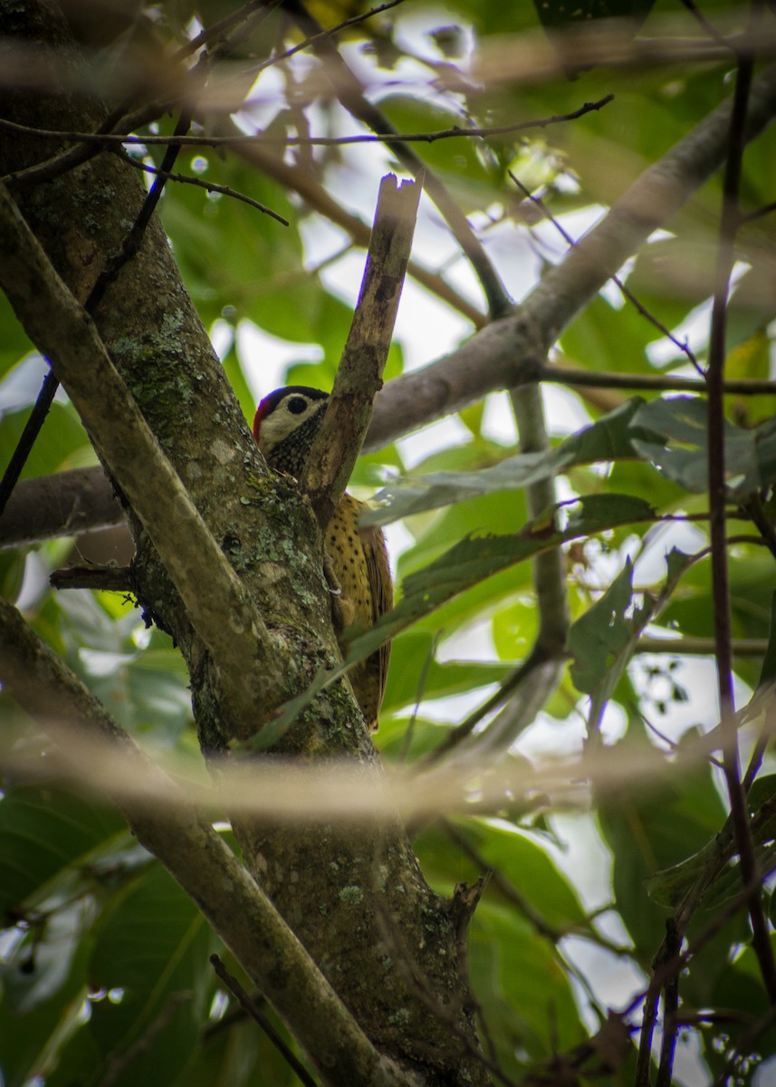 Spot-breasted Woodpecker - ML219990891