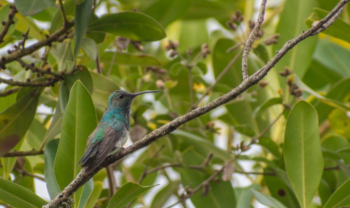 Shining-green Hummingbird - Michael  Pasaje Bolaños