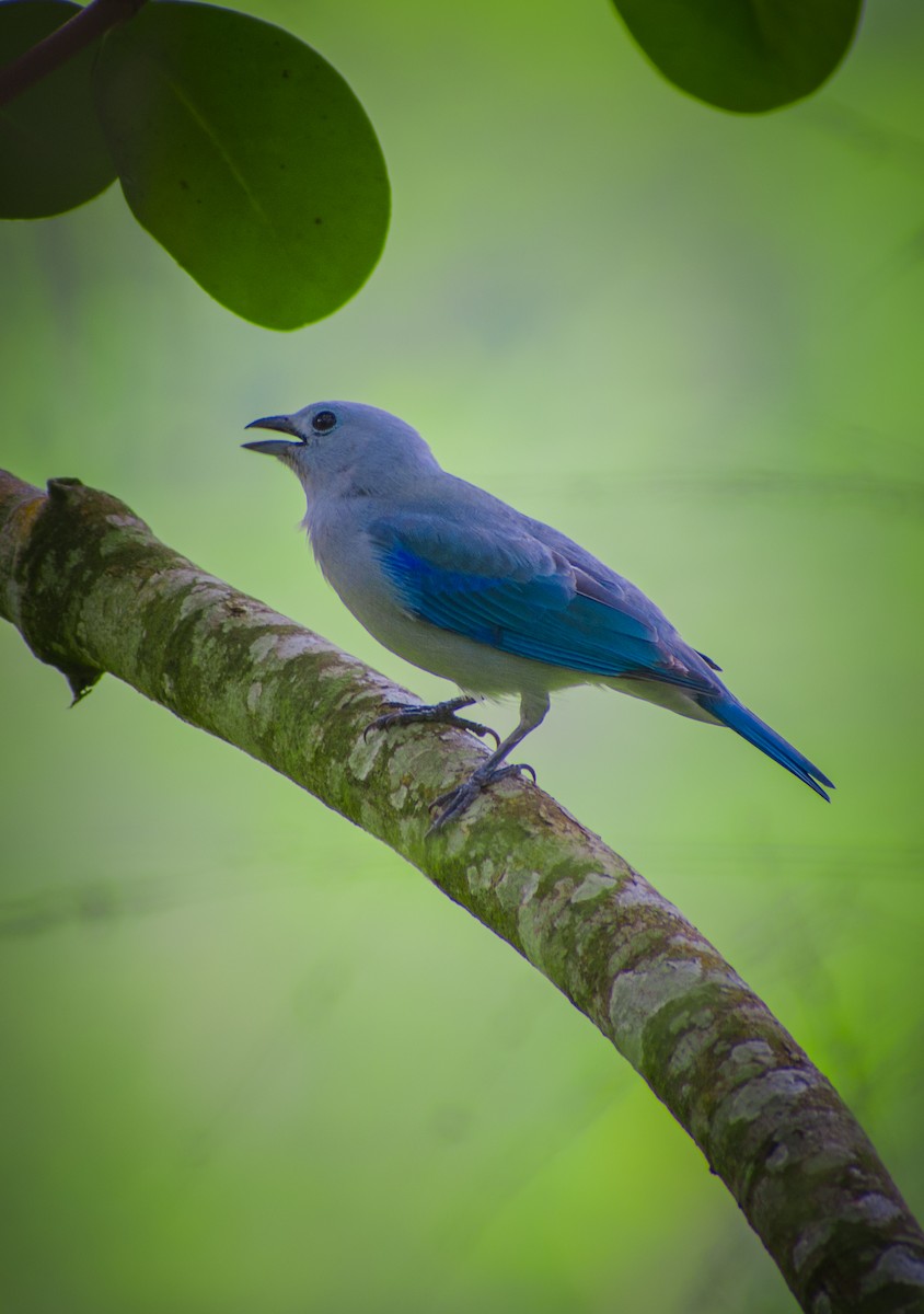 Blue-gray Tanager - ML219991841