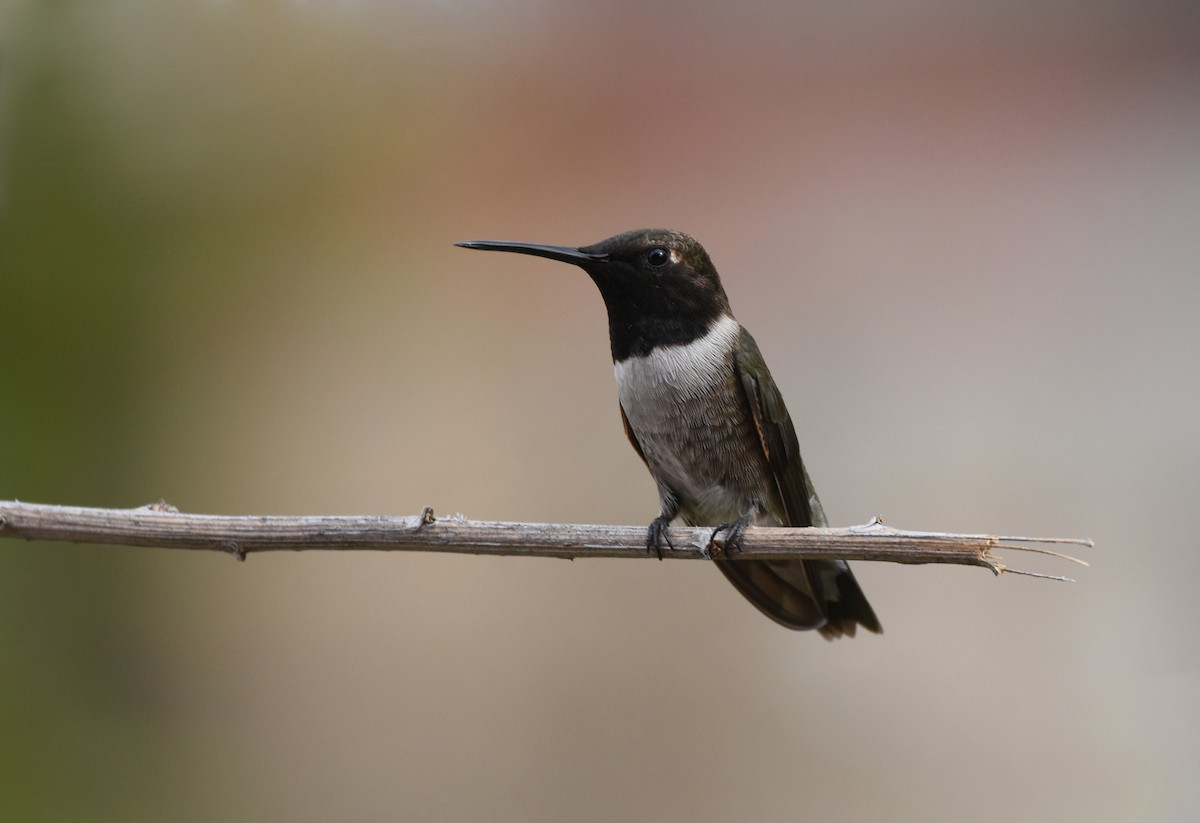 Black-chinned Hummingbird - Christopher Lindsey