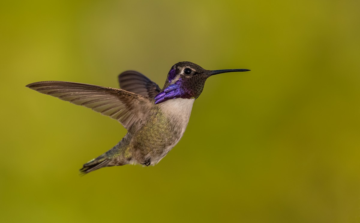 Costa's Hummingbird - Sharif Uddin