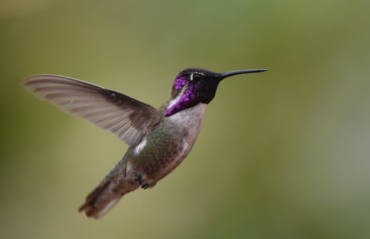Costa's Hummingbird - ML219996121