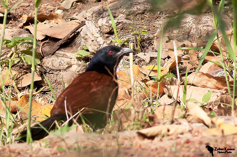 Greater Coucal - ML219996301