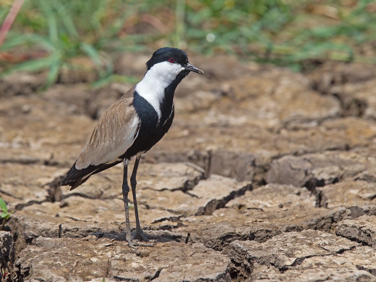 Spur-winged Lapwing - Niall D Perrins