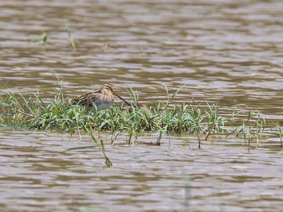 Common Snipe - Niall D Perrins