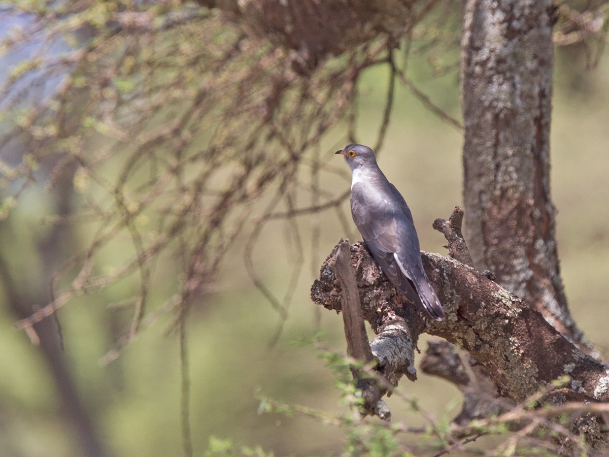 African Cuckoo - Niall D Perrins
