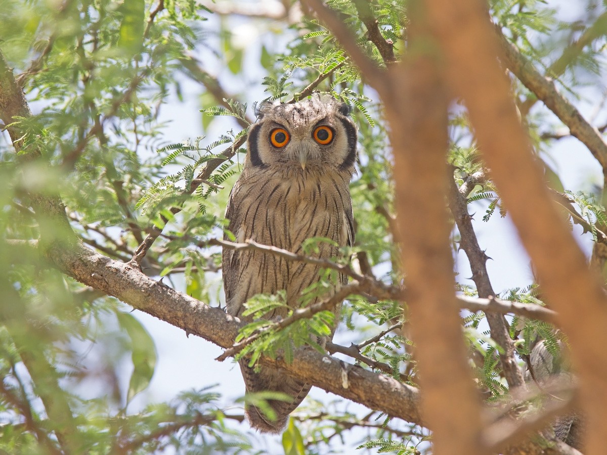 Northern White-faced Owl - ML220003351