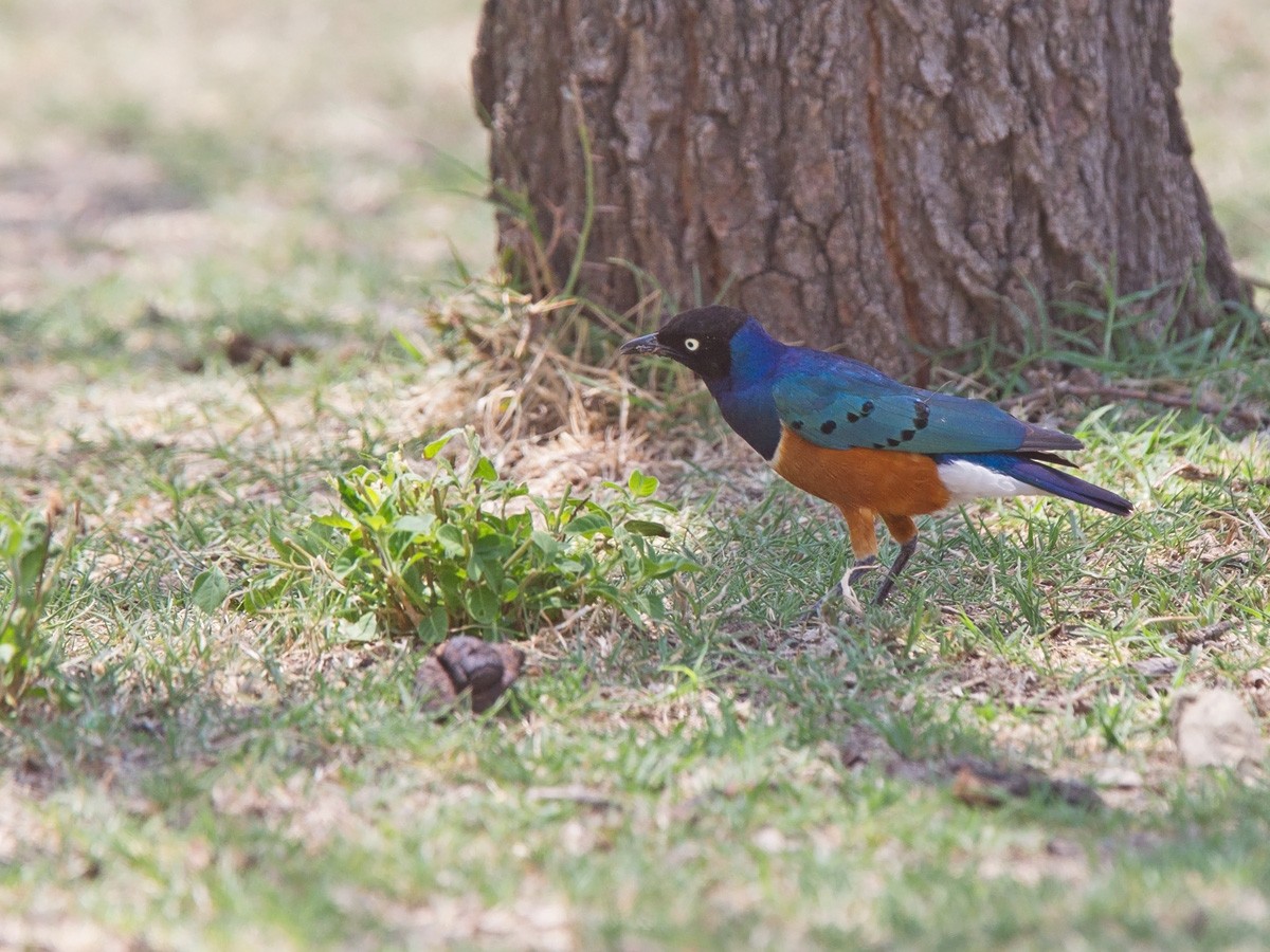 Superb Starling - Niall D Perrins